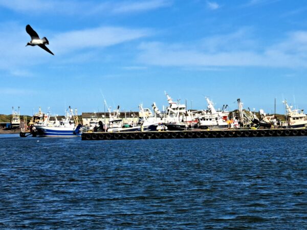 58 Hvide Sande Hafen 600x450 - D&auml;nemark 2026