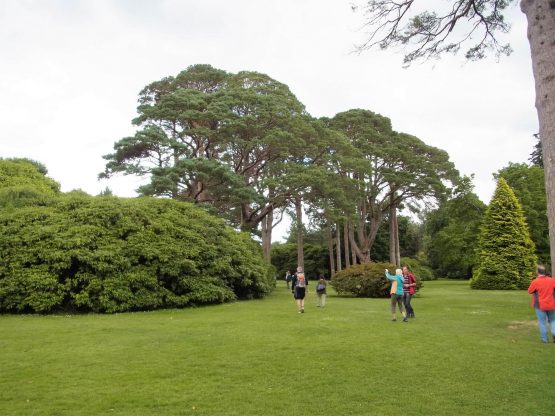 Fahrten 2018 Irland 18 Muckross Garden RFH R0042307 555x416 - Irland 2018